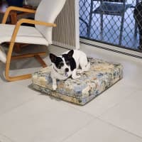 Photo of Jeff   11 Year Old Jack Russell (Trial 29/5)