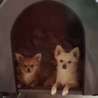 Photo of Reeba And Allan 