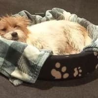 Photo of Bolt O'cleary