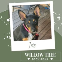 Photo of Iris