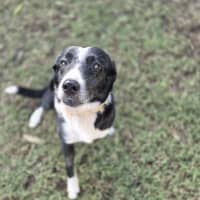 Photo of Buddy