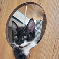 Photo of C1408 Kosmo