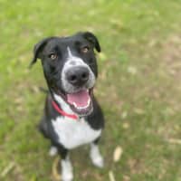 Photo of Oreo