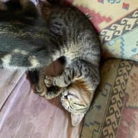 Photo of Spud And Chip