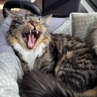 Photo of Freddy   In Foster Care In Preston