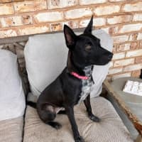 Photo of Willow