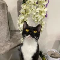Photo of Chirpy