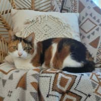 Photo of 11554   Kitty