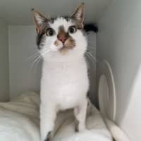 Photo of Nescafe 
