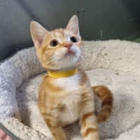 Photo of Squash