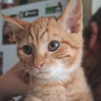 Photo of Leo (K86)