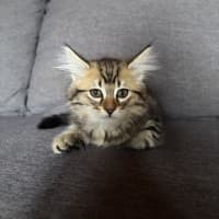 Photo of Samantha