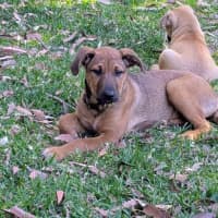 Photo of Daisy