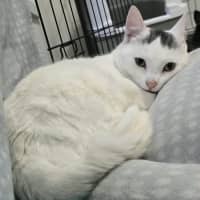Photo of Snow White