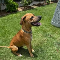 Photo of Magnum *$350 Adoption Fee*