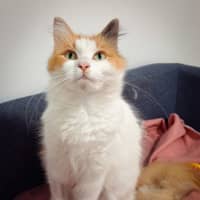 Photo of Harmony Was Miss Catberry Jam