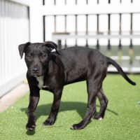 Photo of Pepper