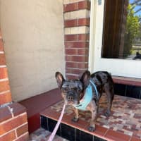 Photo of Coco   5 Year Old French Bulldog