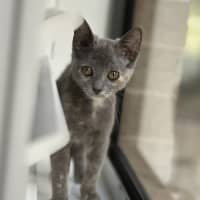 Photo of Misty