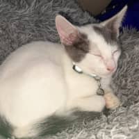 Photo of Loki
