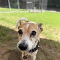 Photo of Buddy