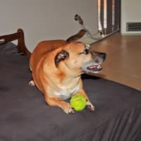 Photo of Barney