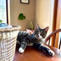 Photo of Lindsay   Located In Westmeadows