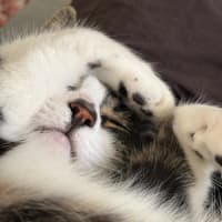 Photo of Freddy