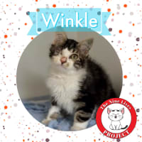 Photo of Winkle *9 Lives Project Rescue*
