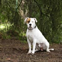 Photo of Bozer