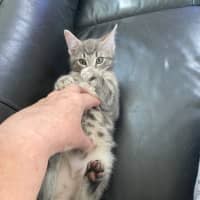 Photo of Earl Grey Meet Me At Pet Stock Carrum Downs