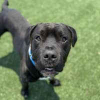 Photo of Bud Imp 3227