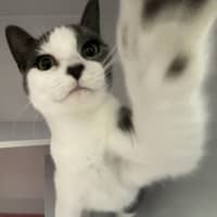 Photo of Cheezel