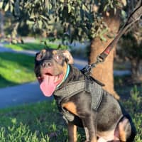 Photo of Yabba