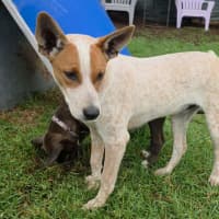 Photo of Bandit