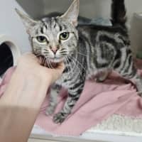 Photo of Clio