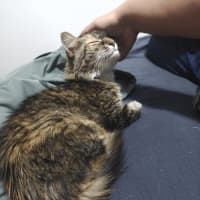 Photo of Georgie