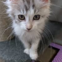 Photo of Tiny Dancer