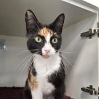 Photo of Tilly