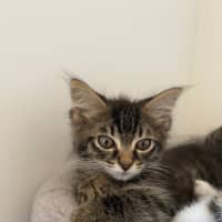 Photo of Elsie