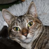 Photo of June Bug   Available At Pet Quarters Belmont