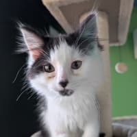 Photo of Phoenix