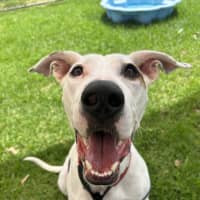 Photo of Chippie