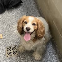 Photo of Cheezel 