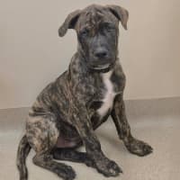 Photo of Shorty
