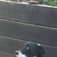 Photo of Maggie
