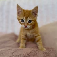 Photo of Harry   In Foster Care In Croydon