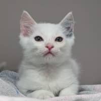 Photo of Crisp