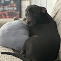 Photo of Roxy
