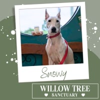 Photo of Snowy